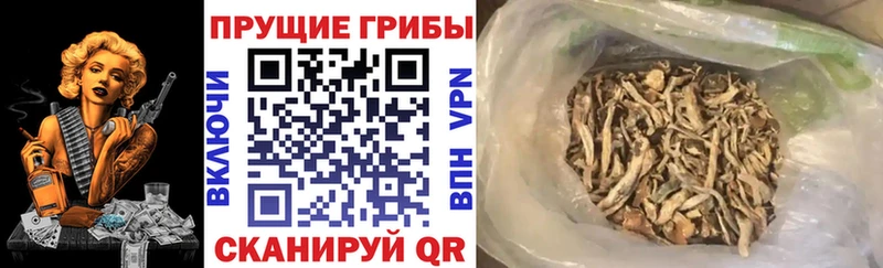 Купить где  Сибай  Галлюциногенные грибы Magic Shrooms 